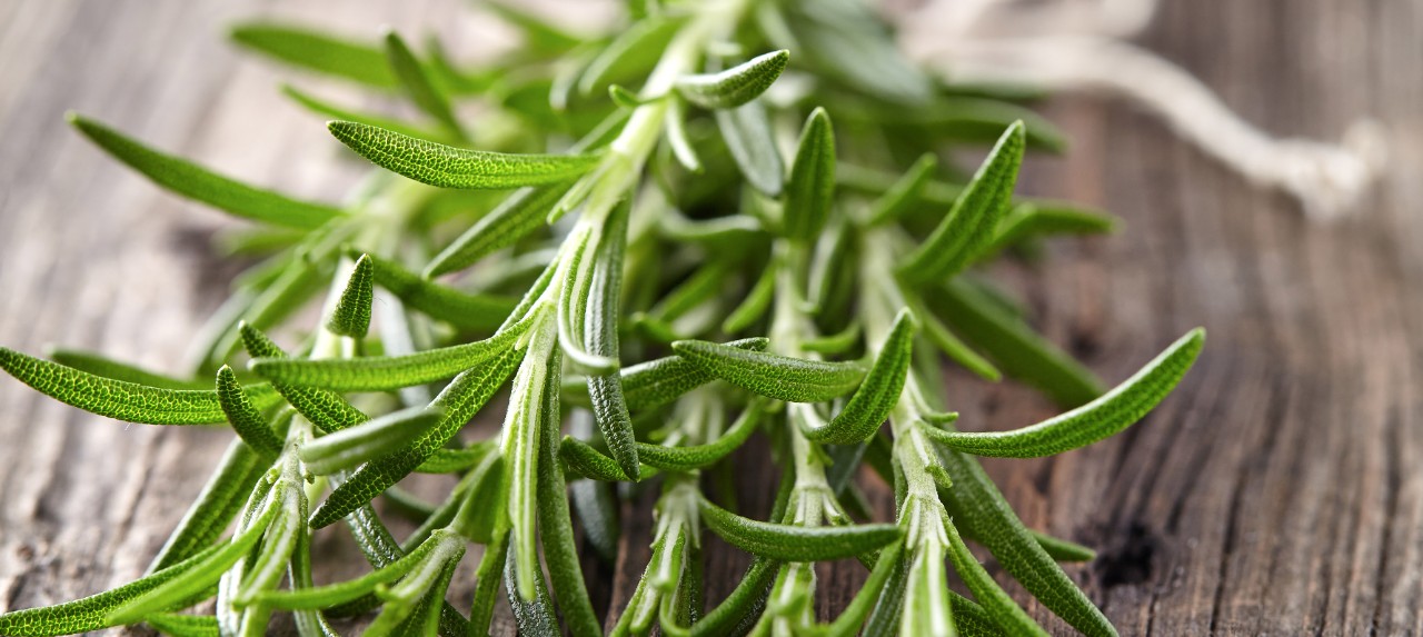 Rosemary 670x300 Rosemary 670x300