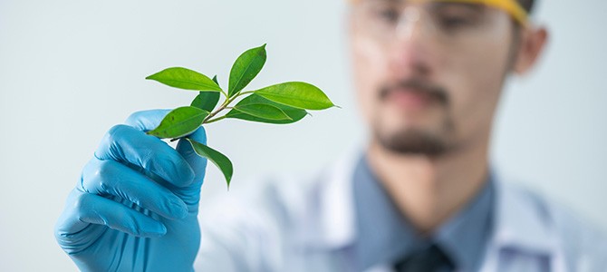 scientist examining a plant