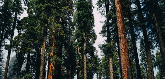forest forest