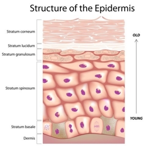 Structure of the Epidermis Structure of the Epidermis