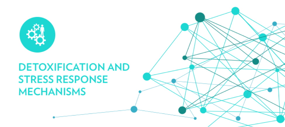  Detoxification and stress response mechanisms