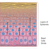 Skin cell renewal process